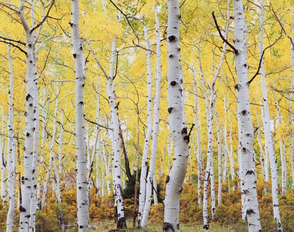 Colorado, Rocky Mts, Fall colors of Aspen trees